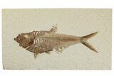 Fossil Fish (Diplomystus) - Wyoming #244160-1
